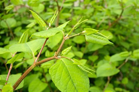 Identifying Japanese Knotweed Characteristics A Definitive Guide