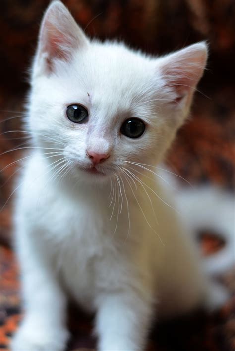 Imagens De Gato Branco