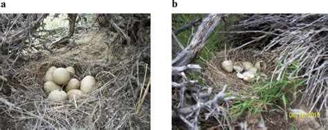 Photographs Of Intact Greater Sage Grouse Eggs And Successfully Hatched