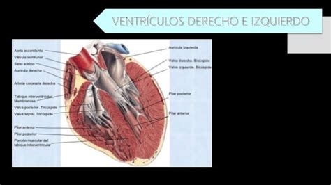 Orejuela Derecha Anatomía Y Fisiología Cardiacas Para Su Estudio Se