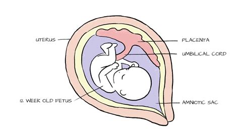 What Is Placenta The Unsung Hero Of Pregnancy