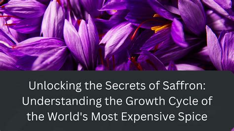 Unlocking The Secrets Of Saffron Understanding The Growth Cycle Of The World’s Most Expensive