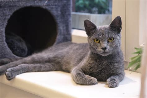 10 Hypoallergenicish Cat Breeds You Should Know About Russian Blue