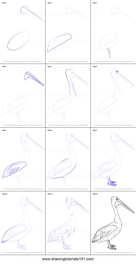 How To Draw An Australian Pelican Seabirds Step By Step