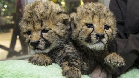 Cute Baby Cheetah Cubs Make Zoo Debut Cbbc Newsround