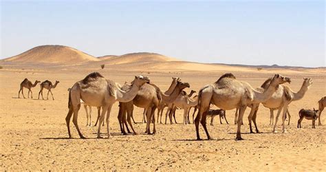 Sie erreichen eine kopfrumpflänge von 2,3 bis 3,4 metern, eine schulterhöhe von 1. Sudan: Kamele in der Bayuda Wüste - nomad