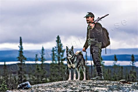 hunting moose hunter with swedish moosehound © toj 01065 laponia pictures of sweden