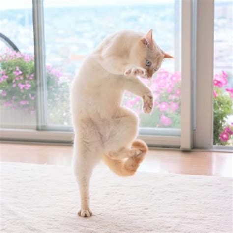 Photographer And Cat Lover Collates 60 Of The Funniest Dancing Cat Pics