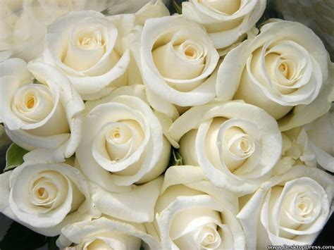 🔥 47 White Roses Desktop Wallpaper Wallpapersafari