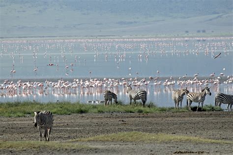 Northern Discovery Arusha Ngorongoro Crater Serengeti National Park