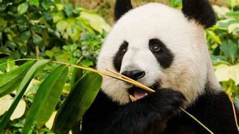Giant Pandas No Longer Endangered In The Wild China Announces The