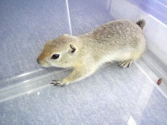 Is it legal to have a squirrel as a pet? Richardson Ground Squirrels FOR SALE ADOPTION from Sudbury ...