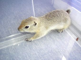 Looking for a good deal on cage squirrel? Richardson Ground Squirrels FOR SALE ADOPTION from Sudbury ...