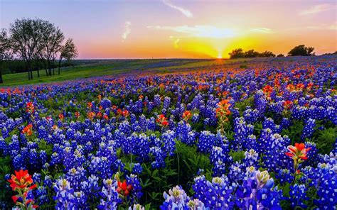 Texas Bluebonnets Wallpaper 3 2560 X 1600 Wild Flowers