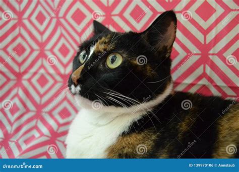 A Calico Cat Makes A Silly Face Stock Photo Image Of Feline Pretty