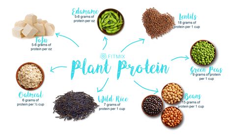 Protein In Plants
