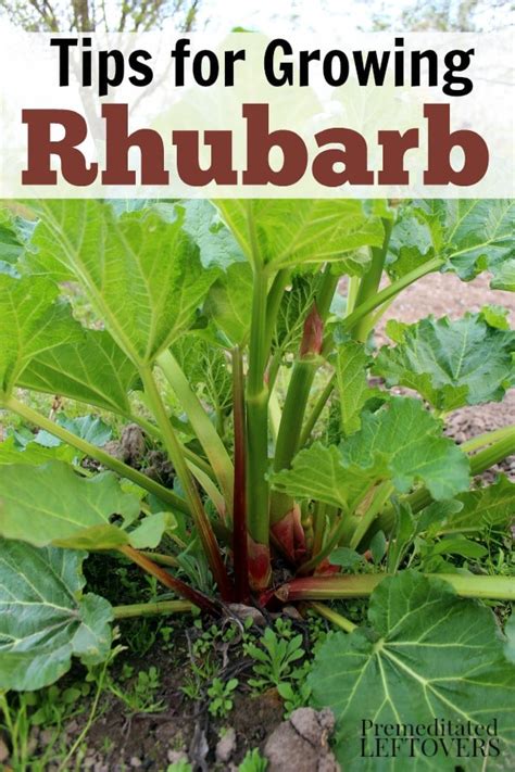 All you need is a little patience and you will have your own nectarine tree. How to Grow Rhubarb