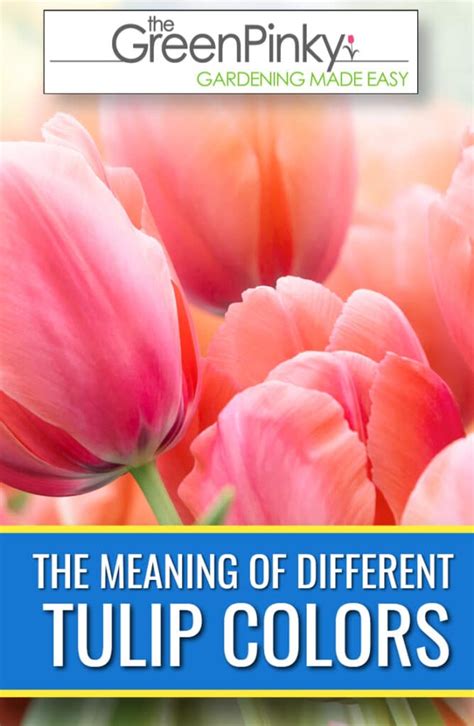 What Does A Certain Tulip Color Mean Find Out Here