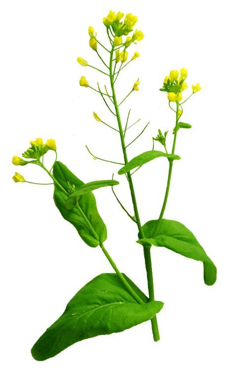 Wild Mustard Natural Healing And Herbs Mustard Plant Edible Plants