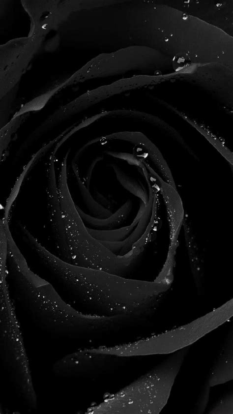 Dongetrabi Black Rose Iphone Wallpaper Images