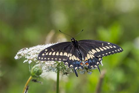 Black Swallowtail Butterfly Paul Roedding Photography