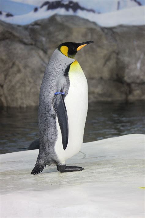 Пингвин Фото Животного Telegraph
