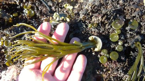 Edible Wild Seaweeds Page 2 Galloway Wild Foods