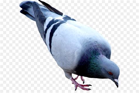 Free Pigeon Transparent Background Download Free Pigeon Transparent