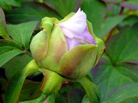 Fotos Gratis Flor Pétalo Rosa Primavera Produce Botánica Rosado