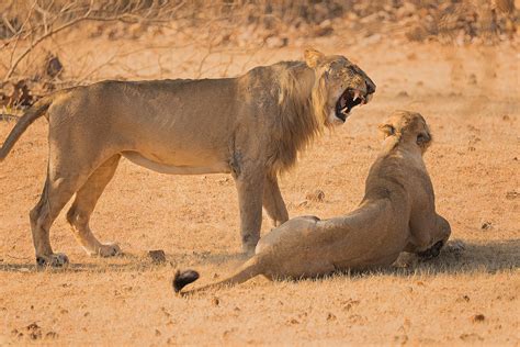 Mating Asiatic Lions Francis J Taylor Photography