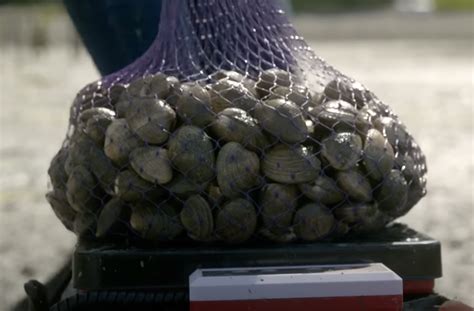 How The Suquamish Tribe Harvests Clams In Washington State