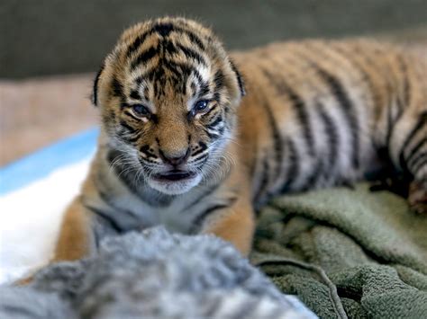 Feeding Time For Cincinnati Zoos Malayan Tiger Cubs Gallery