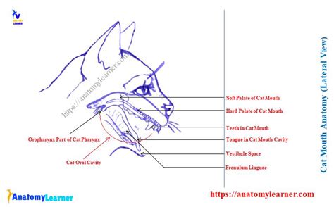 Cat Mouth Anatomy Feline Oral Cavity With Labeled Diagram