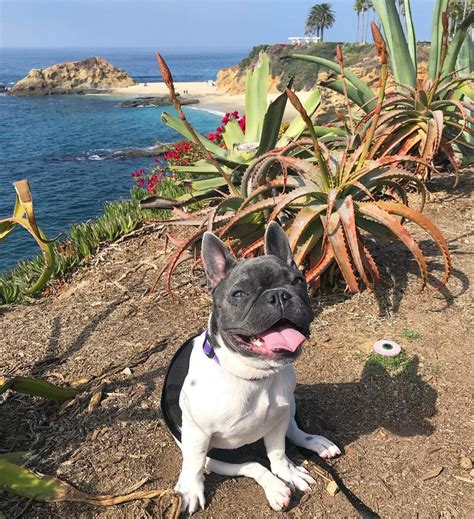 They have one for each breed. French Bulldog Puppies For Sale | California City, CA #328541