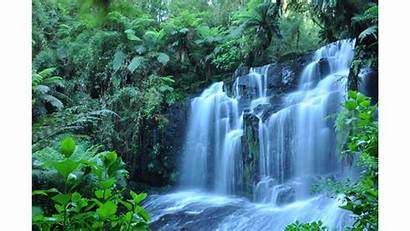 4k Tropical Forest Rain Waterfall Rainforest Jungle
