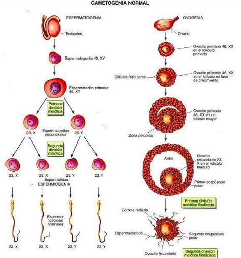 Gametogenesis Enseñanza Biología Biología Anatomia Y Fisiologia Humana