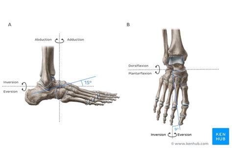 Transverse Tarsal Joint Bones Ligaments Movements Kenhub