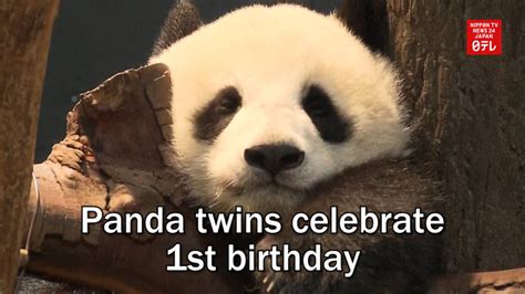 Panda Twins Celebrate 1st Birthday Nippon Tv News 24 Japan
