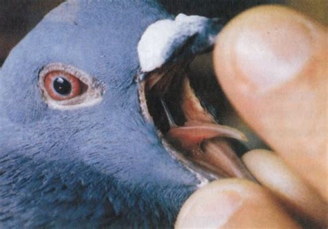 Ornitoza U Gołębi Opis Choroby Objawy I Cechy Leczenia 2020 2021