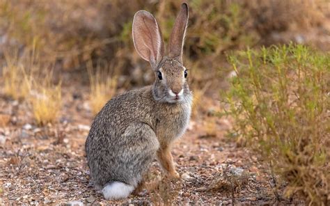 What Is The Lifespan Of A Cottontail Rabbit Animal In Arms