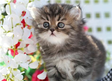 Quickly find the best offers for teacup persian kittens for sale on the star classifieds. Tabby Persian Kittens - Tabby Persian Cats | Tabby ...