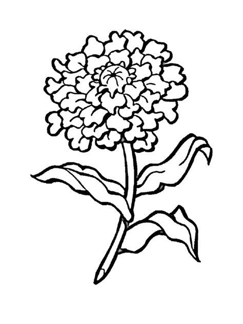 Crizantema De Colorat