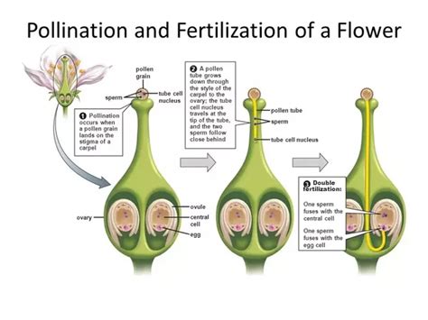 You asked what will happen after it flowers and i mention below that it will have a rest period, grow new leaves and flower again if conditions are right. Where does fertilization take place in a plant? - Quora