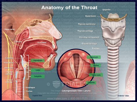 Anatomy Of The Throat Trialexhibits Inc