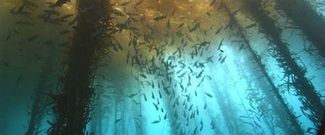 Underwater Forest Off The Coast Of Alabama Kelp Forest Underwater