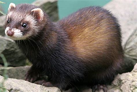 Polecat Euro Stench Mustelid Animal Pictures And Facts
