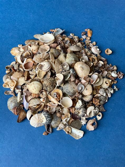 Natural Seashells Fragments Sea Shells Marine Leeches Etsy