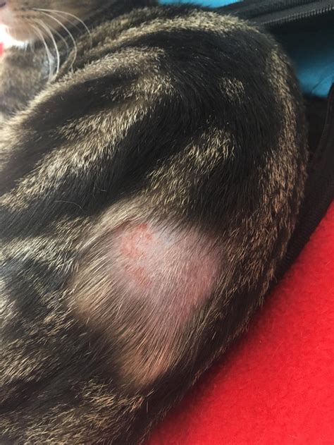 My Kitten Has A Bald Patch And Ive Seen Him Biting And Scratching