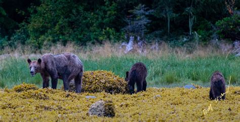 Starving Grizzly Bear Photos Sparks Call To Better Protect Wild Bc