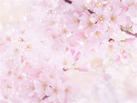 Free Download Cherry Blossom Backgrounds 1600x1200 For Your Desktop